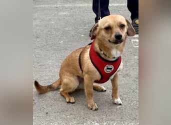 Katzenfreundliches Mini Mäuschen Stella