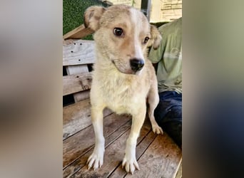 Dawn, kleiner Kämpfer mit großem Herzen sucht seine Familie