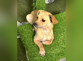 Kleines Hundemädchen Anila