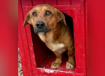 Sanfter Schmuser Wally sucht sein Zuhause