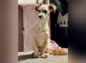 Carino – kleiner Herzenshund sucht seine Menschen