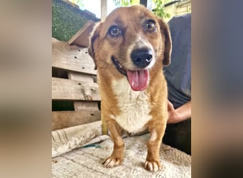 Tapsy, kleines Herz sucht Geborgenheit