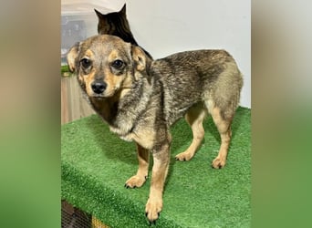 Zartes Hundemädchen Netty