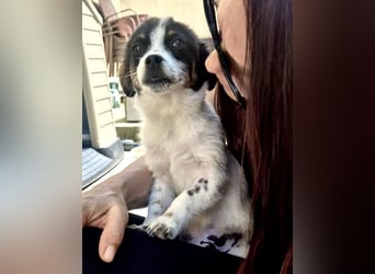 Angelo – kleiner Herzensbrecher sucht seine Familie