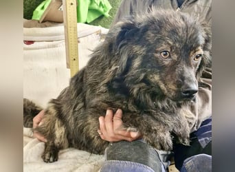 Eddie – kleine verletzte Seele sucht Menschen mit Herz und Geduld