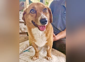 Tapsy, kleines Herz sucht Geborgenheit