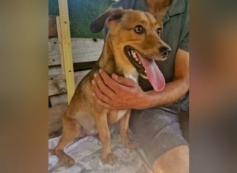Souly, kleine Kämpferin sucht ihr Glück