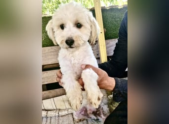 Snoopy – kleiner Gute-Laune-Hund sucht sein Glück