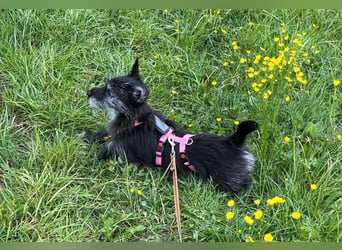 Fröhliche Terrier-Mix-Hündin Finja sucht liebevolles Zuhause