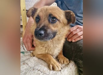 Kleiner Thor sucht sein großes Glück
