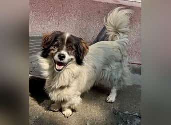 Rocky, kleines Männlein sucht seine Familie