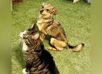 Zartes Hundemädchen Netty