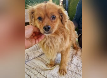 Bailey – kleiner Sonnenschein sucht sein Glück