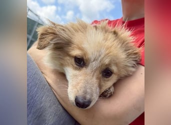 Lani – kleines Hundekind auf der Suche nach Geborgenheit