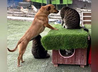Katzenverträgliche Minimaus Frieda