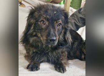 Eddie – kleine verletzte Seele sucht Menschen mit Herz und Geduld