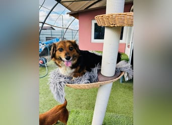 Mini Knutschkugel Kessie