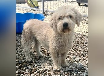 Cooper, plötzlich ist sein Zuhause weg...