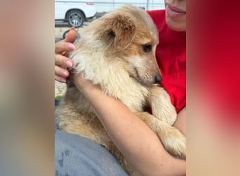 Lani – kleines Hundekind auf der Suche nach Geborgenheit