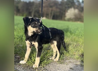 Kurti - Welpe sucht liebevolles Zuhause