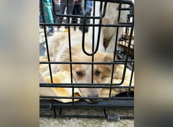 Lani – kleines Hundekind auf der Suche nach Geborgenheit