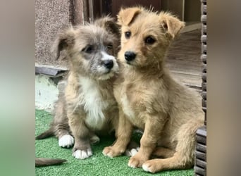 Milly sucht ihr großes Glück