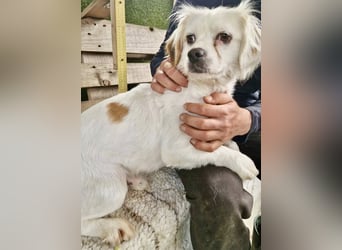 Ulli - entspannter Familienhund zum Verlieben