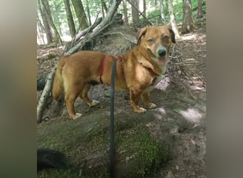Kuschelmaus Tapsy sucht ihr Glück