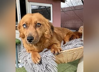 Katzenverträgliche , kleine Zoe