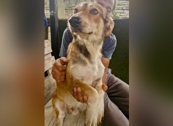 Leroy, ein sanfter kleiner Schatz sucht sein großes Glück.