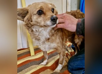 Liebe, kleine Schmusemaus Maya