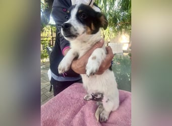 Angelo – kleiner Herzensbrecher sucht seine Familie