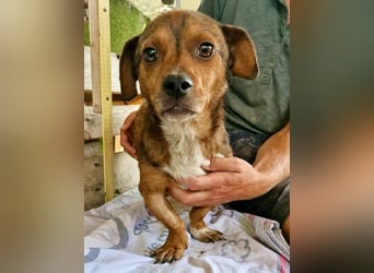 Mogli, kleines Männlein sucht seine Familie