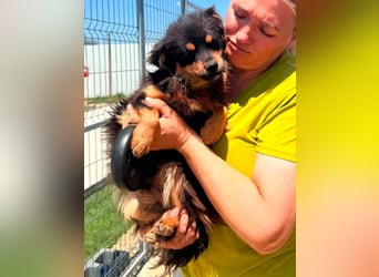 Kleiner Tyago sucht sein großes Glück