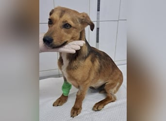 Souly, kleine Kämpferin sucht ihr Glück