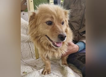 Socke – fröhlicher kleiner Grinsebär sucht sein Glück