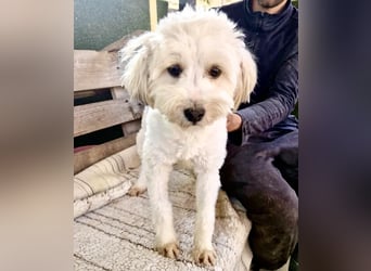 Snoopy – kleiner Gute-Laune-Hund sucht sein Glück