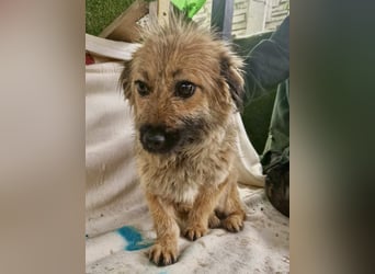 Sanfte kleine Alva sucht ihr Glück