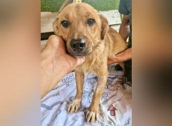 Perry, kleiner Schatz sucht wieder ein Zuhause
