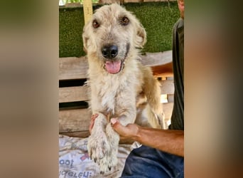 Willibald, freundlicher Bub sucht seine Familie