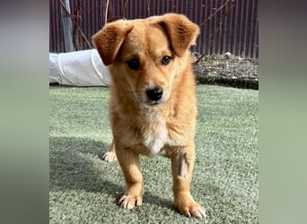 Junghund Milo sucht seine Menschen