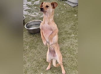 Kleines Hundemädchen Anila