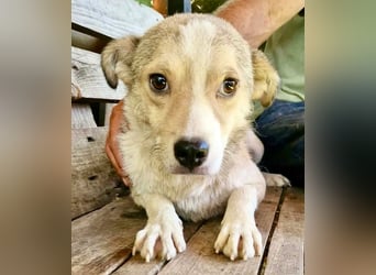 Dawn, kleiner Kämpfer mit großem Herzen sucht seine Familie