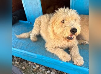 Cooper, plötzlich ist sein Zuhause weg...