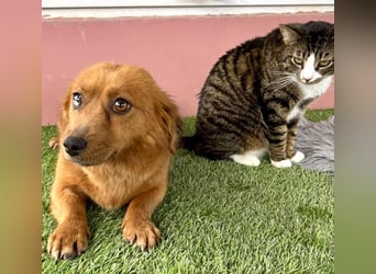 Katzenverträgliche , kleine Zoe