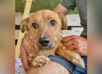 Perry, kleiner Schatz sucht wieder ein Zuhause