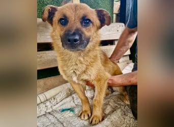 Kleiner Thor sucht sein großes Glück