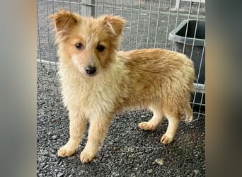 Lani – kleines Hundekind auf der Suche nach Geborgenheit