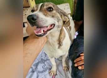 Lara, kleine Maus sucht wieder Liebe