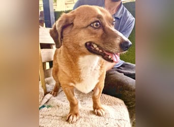 Tapsy, kleines Herz sucht Geborgenheit